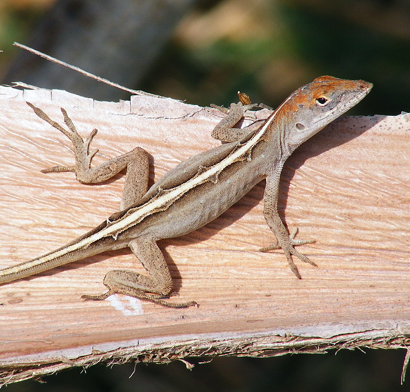 Pictures Of Lizards In Florida 83